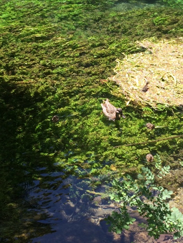 A perfect picnic spot at Fontaine De Vaucluse watching a gaggle of ducklings playing in the weeds