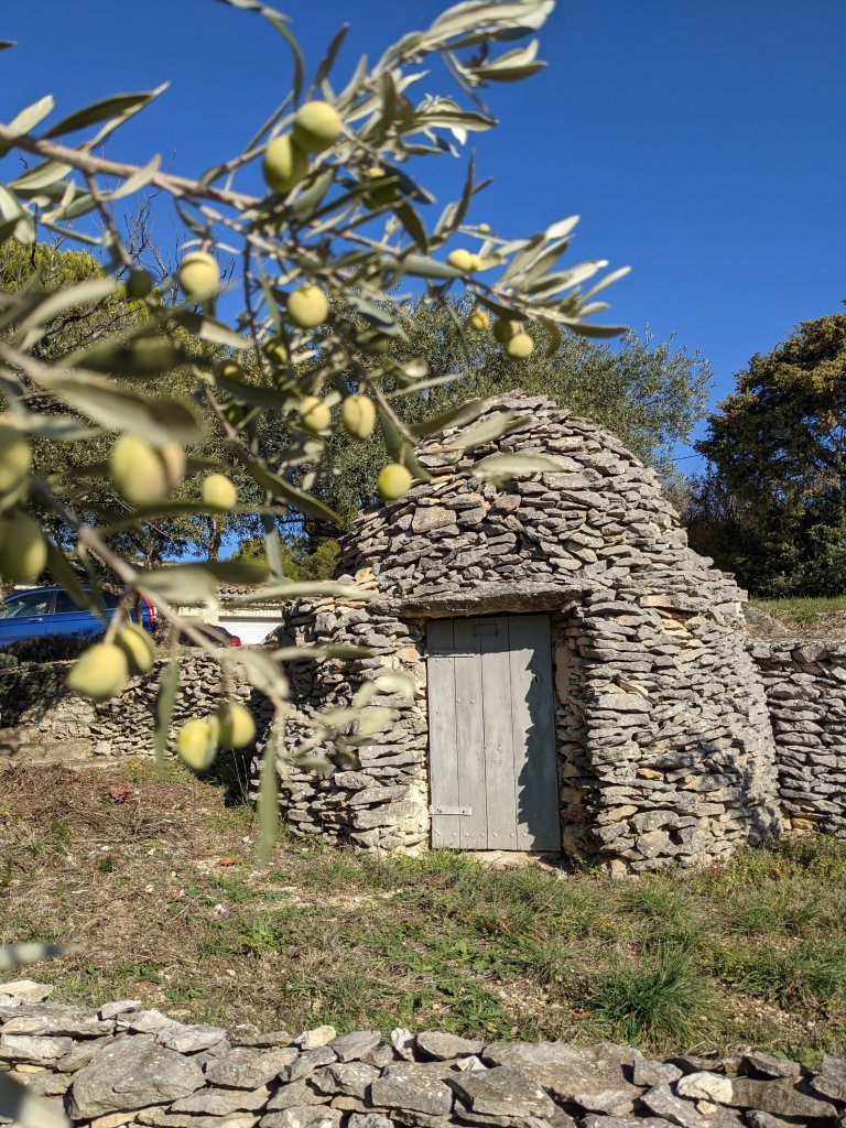 First Olive Harvest Dreamer Vaucluse – Our